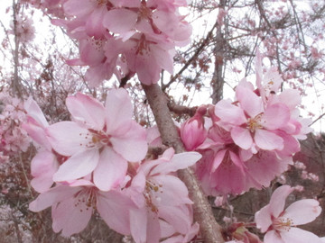 6弁の枝垂れ桜.jpg