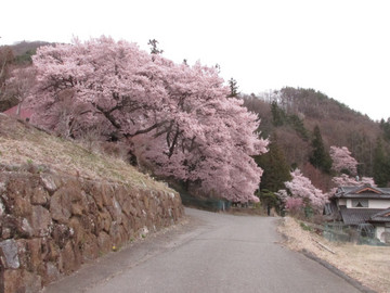 桂泉院の桜.JPG